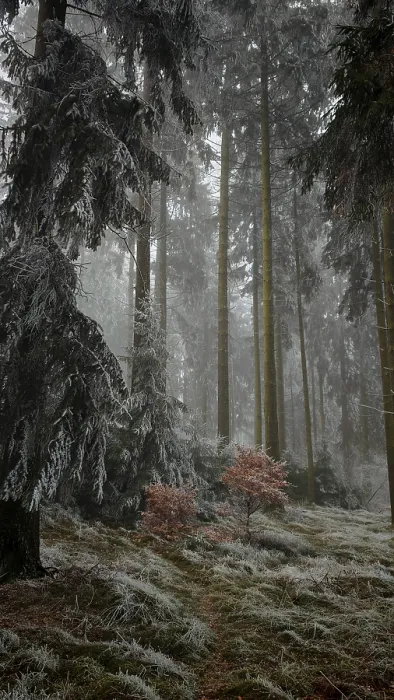 Framed Print : A cloud forest with frost-covered fir trees and a small reddish bush that creates a quiet and mysterious atmosphere Framed Print : A cloud forest with frost-covered fir trees and a small reddish bush that creates a quiet and mysterious atmosphere
