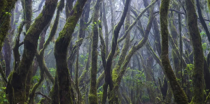 Framed Print : Cloud forest in Garajonay National Park
