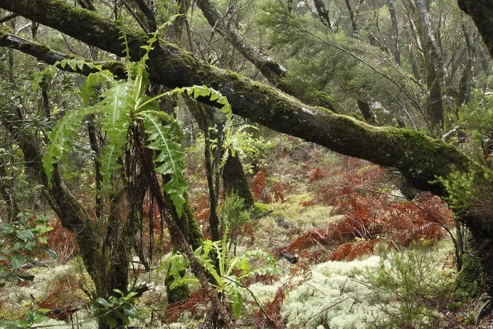 Framed Print : Cloud forest, Laguna Grande, Garajonay National Park