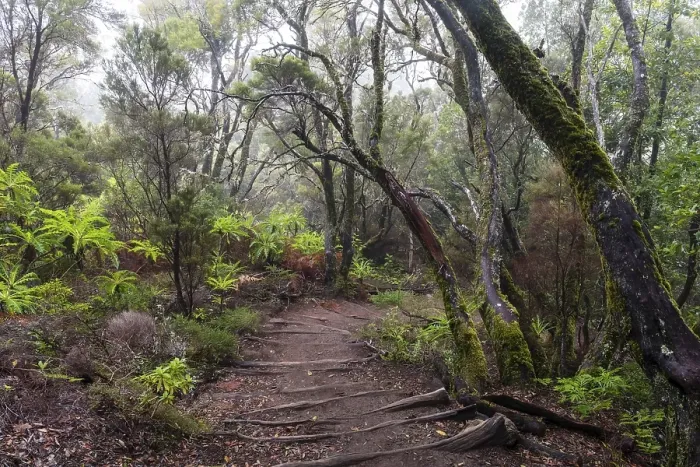 Framed Print : Cloud forest, laurel forest, Garajonay National Park, La Gomera, Canary Islands, Spain, Europe