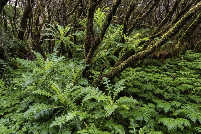 Framed Print : Cloud forest, laurel forest, Garajonay National Park