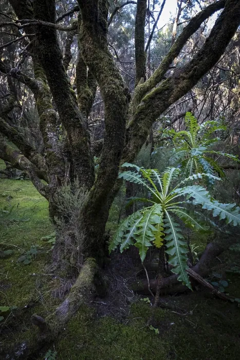 Framed Print : Cloud forest, laurel forest, Garajonay National Park