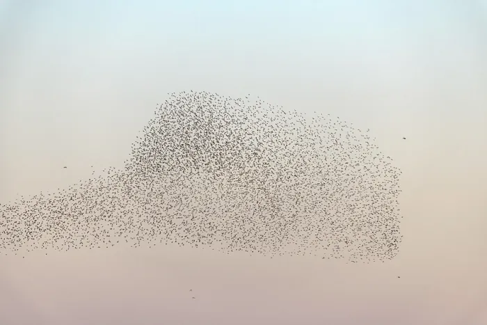 Framed Print : Cloud of starlings. Thousands of starlings synchronize their flight in autumn Framed Print : Cloud of starlings. Thousands of starlings synchronize their flight in autumn