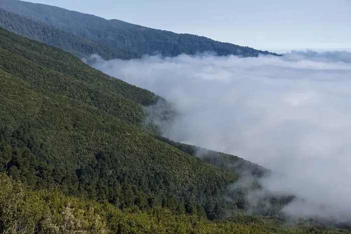 Framed Print : Cloud wall at mountain region, pine forest Framed Print : Cloud wall at mountain region, pine forest