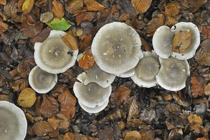 Framed Print : Clouded agaric (Lepista nebularis) Cloud funnel mushrooms forming fairy ring in beech forest