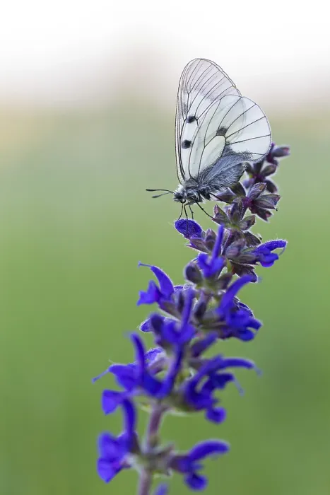 Framed Print : Clouded Apollo, (Parnassius mnemosyne)