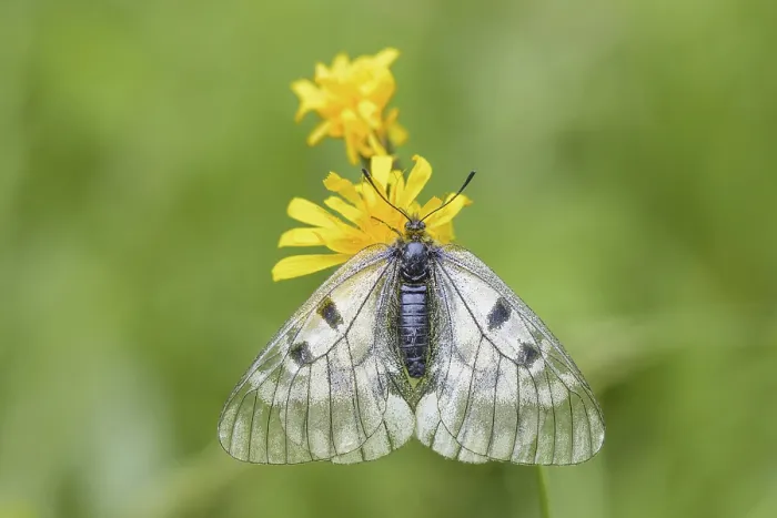 Framed Print : Clouded Apollo (Parnassius mnemosyne ssp) Framed Print : Clouded Apollo (Parnassius mnemosyne ssp)