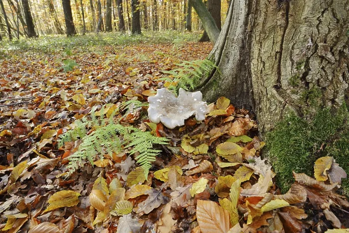Framed Print : Clouded funnel fungus or grey cap (Clitocybe nebularis)