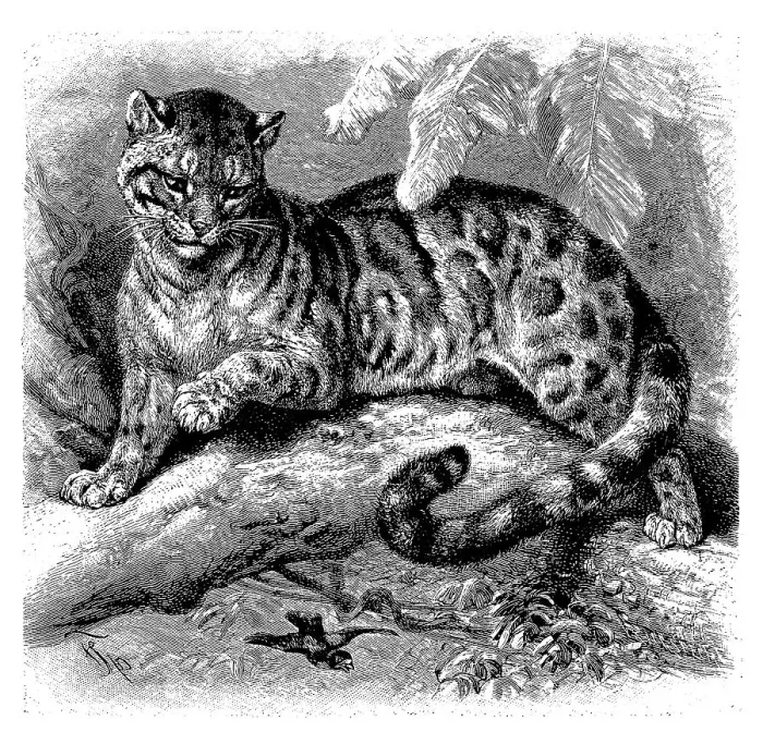 Framed Print : Clouded leopard (Neofelis nebulosa) Framed Print : Clouded leopard (Neofelis nebulosa)