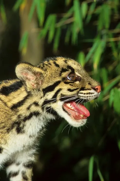 Framed Print : Clouded leopard (Neofelis nebulosa)