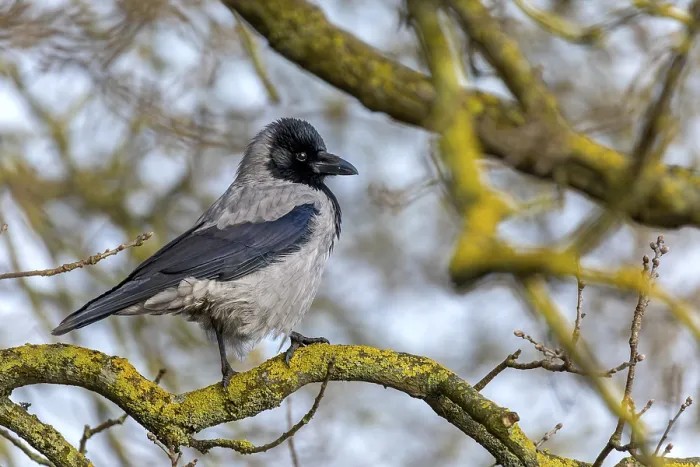Framed Print : Cloudy crows (Corvus cornix) have very nice plumage on closer inspection
