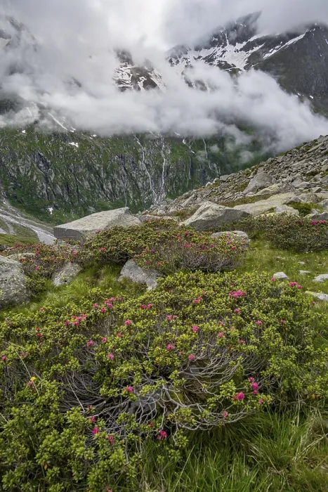 Framed Print : Cloudy mountain landscape with blooming alpine roses