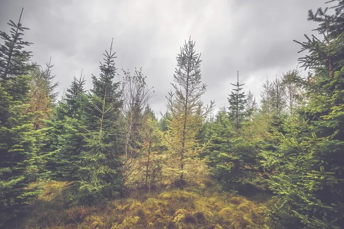 Framed Print : Cloudy weather in a pine tree forest in October Framed Print : Cloudy weather in a pine tree forest in October
