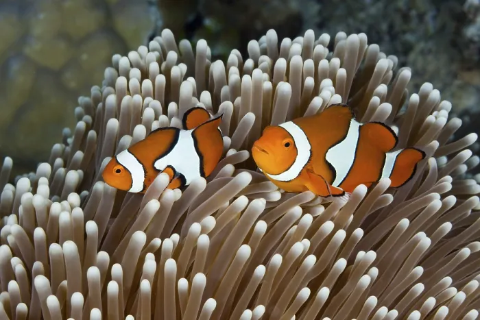 Framed Print : Clown anemonefish, Amphiprion percula