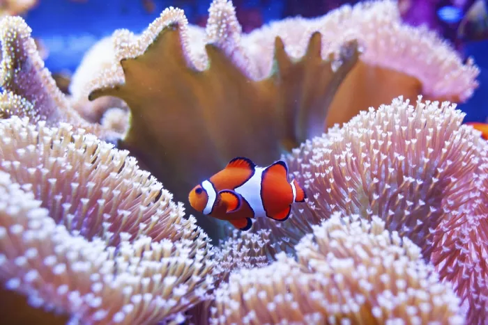 Framed Print : Clown fish swimming in the corals