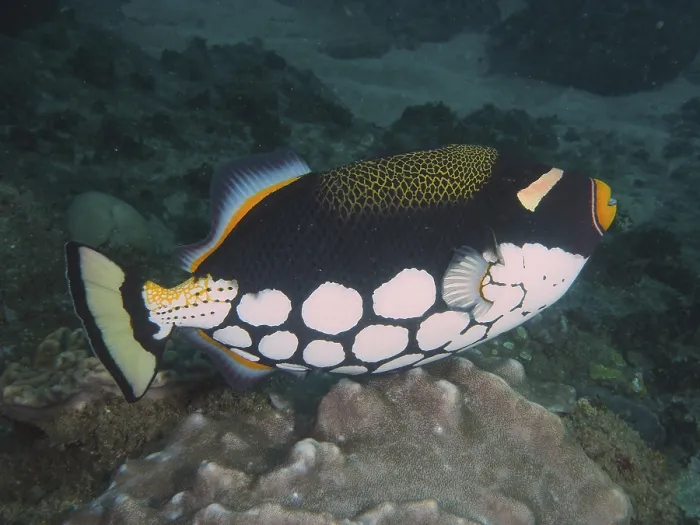 Framed Print : Clown triggerfish (Balistoides conspicillum)