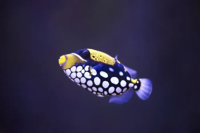 Framed Print : Clown triggerfish (Balistoides conspicillum) in a aquarium Framed Print : Clown triggerfish (Balistoides conspicillum) in a aquarium
