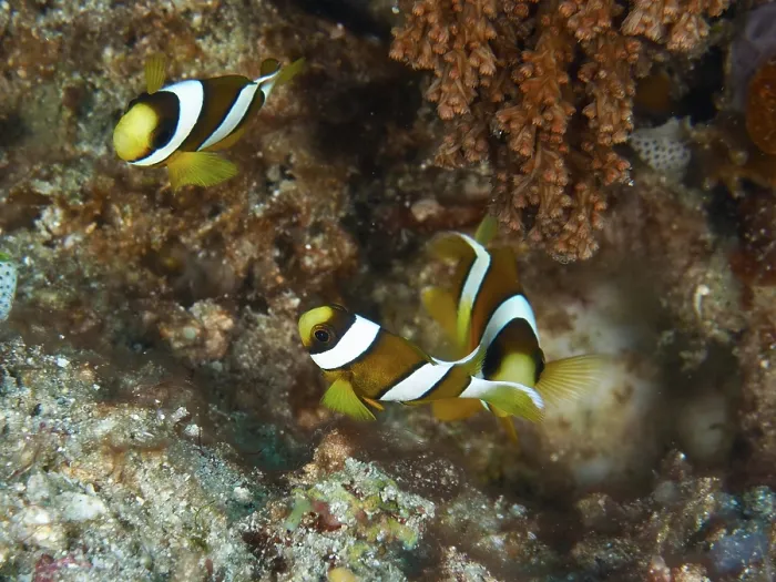 Framed Print : Three clownfish, Clark's anemonefish (Amphiprion clarkii) juvenile
