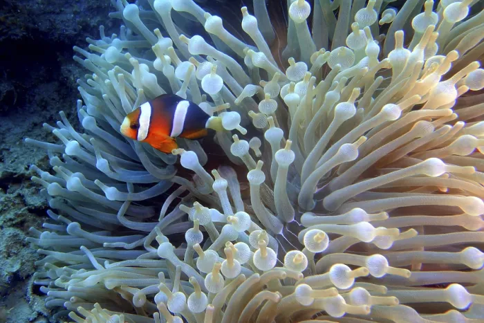 Framed Print : Clownfish in an underwater anemone in a colorful marine environment
