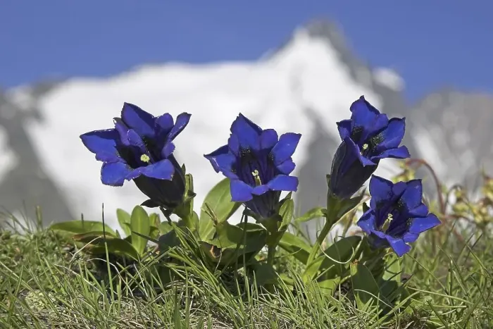 Framed Print : Clusius's Gentian, Grossglockner Framed Print : Clusius's Gentian, Grossglockner