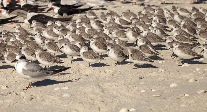Framed Print : Cluster of black bellied plovers Pluvialis squatarola birds on the white sands of Clam Pass in Naples