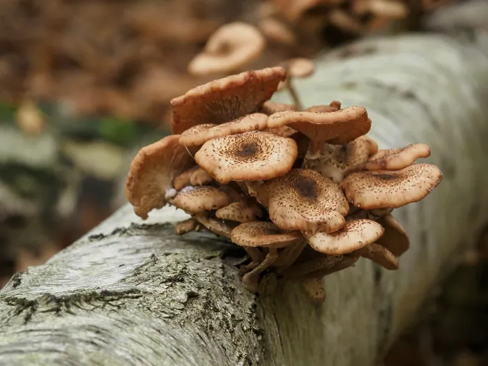 Framed Print : A cluster of mushrooms growing from a lying tree trunk surrounded by dry leaves in the forest