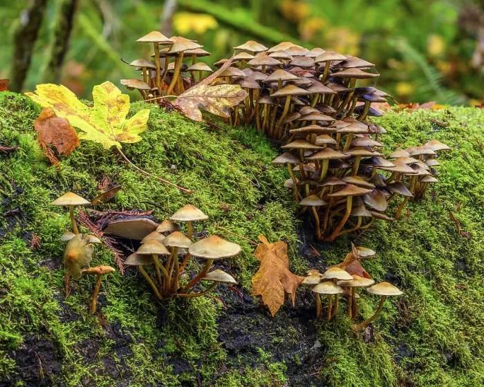 Framed Print : Clusters of mushrooms growing from the moss-covered surface of a decaying log in the forest Framed Print : Clusters of mushrooms growing from the moss-covered surface of a decaying log in the forest