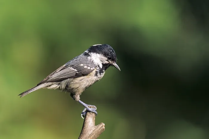 Framed Print : Coal Tit adult bird sits on a branch