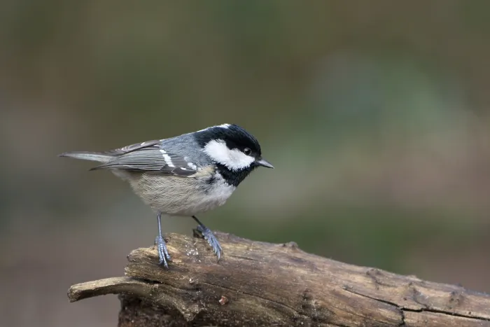 Framed Print : Coal tit (Parus ater), adult bird Framed Print : Coal tit (Parus ater), adult bird