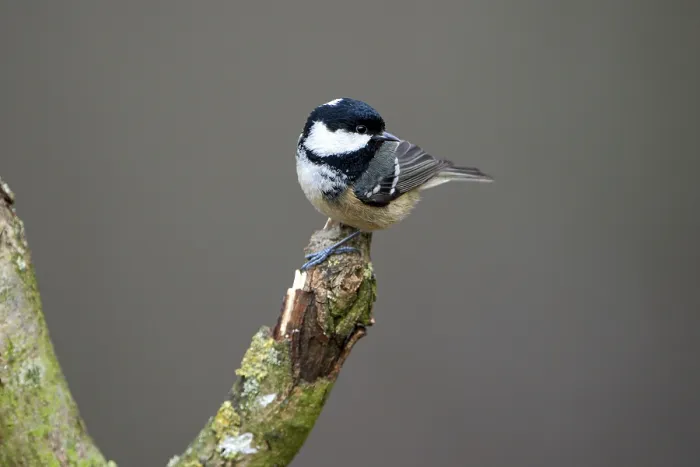 Framed Print : Coal tit (Parus ater), adult bird