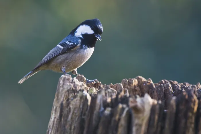 Framed Print : Coal Tit (Periparus ater), Emsland Framed Print : Coal Tit (Periparus ater), Emsland