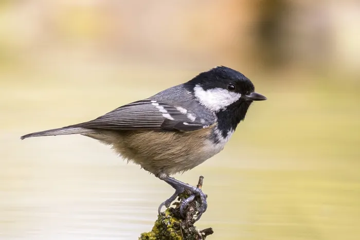 Framed Print : Coal Tit (Periparus ater), Madrid, Spain