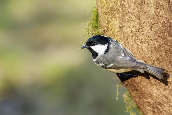 Framed Print : Coal Tit (Periparus ater) perched on a branch