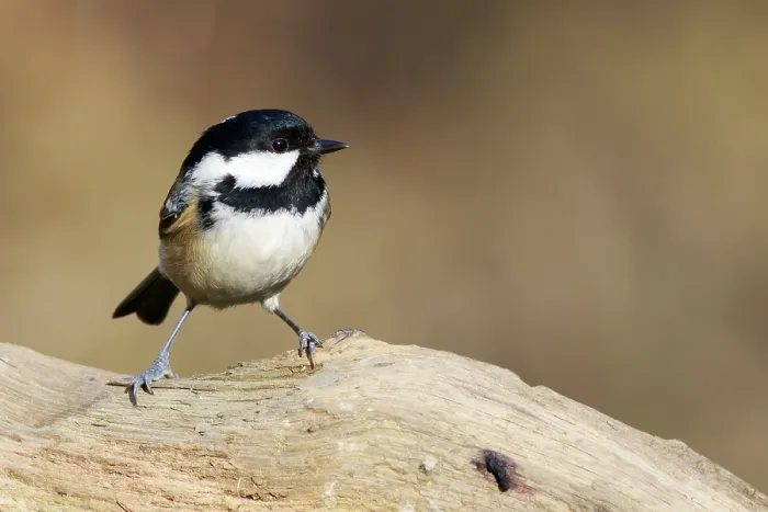 Framed Print : Coal Tit (Periparus ater) perched on a branch