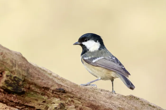 Framed Print : Coal Tit (Periparus ater) perched on a branch Framed Print : Coal Tit (Periparus ater) perched on a branch