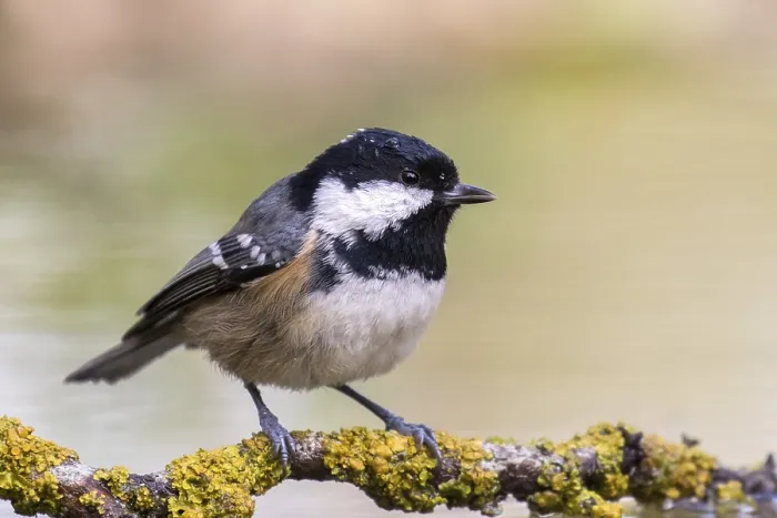 Framed Print : Coal Tit (Periparus ater) perched on lichen covered branch Framed Print : Coal Tit (Periparus ater) perched on lichen covered branch