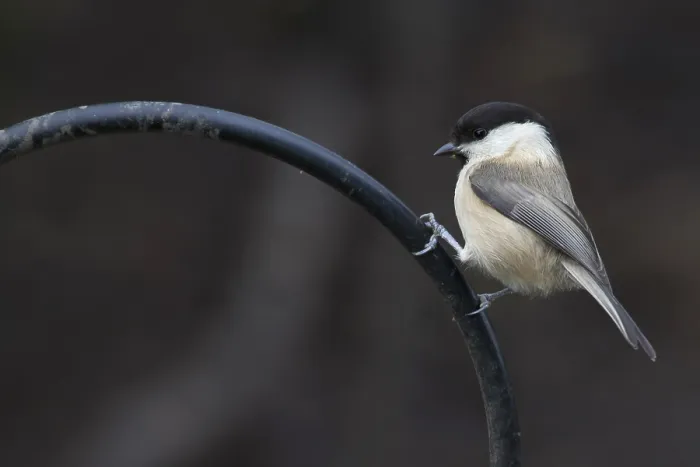 Framed Print : Coal Tit (Periparus ater) perched on a pole Framed Print : Coal Tit (Periparus ater) perched on a pole