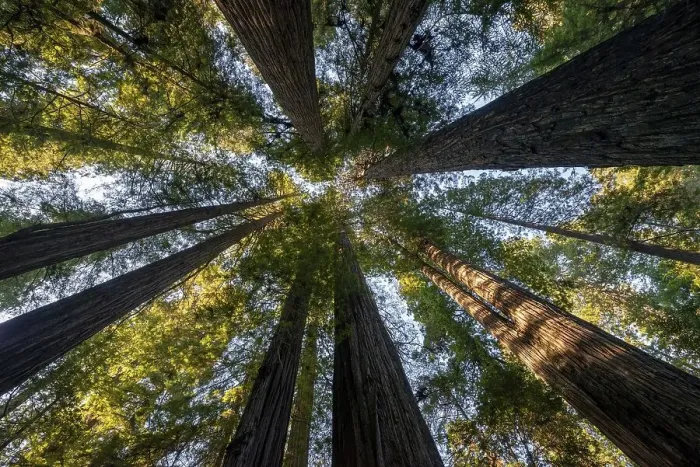 Framed Print : Coast redwoods (Sequoia sempervirens)