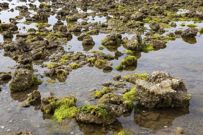 Framed Print : Coastal landscape with algae or seaweed and large rocks