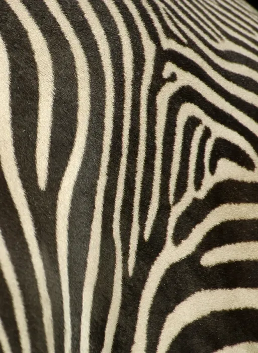 Framed Print : Coat of zebra, grevyzebra, detail Framed Print : Coat of zebra, grevyzebra, detail