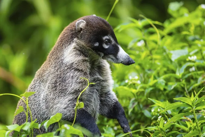 Framed Print : Coati (Nasua narica), Mammals (Mammalia) Framed Print : Coati (Nasua narica), Mammals (Mammalia)