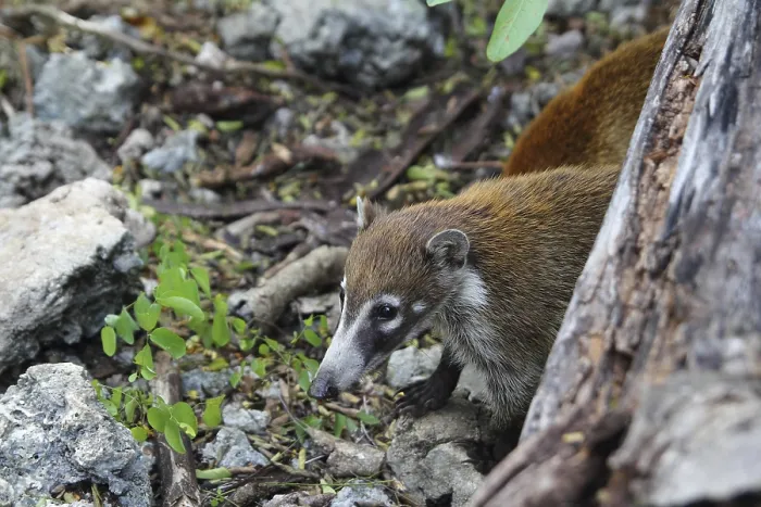 Framed Print : Coati ring Tailed Nasua Narica animal in South America