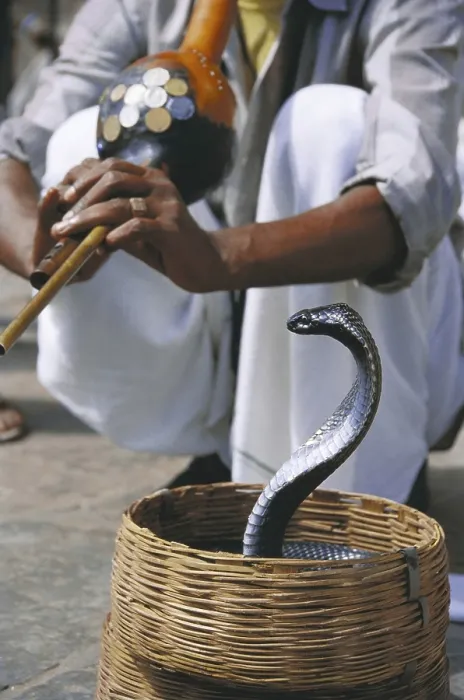 Framed Print : Cobra & snake charmer, India Cobra & snake charmer