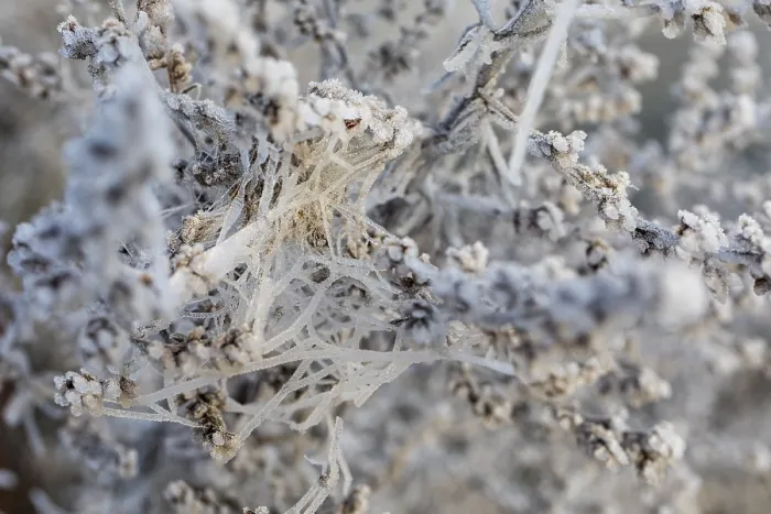 Framed Print : Many cobwebs on old plants covered with hoarfrost