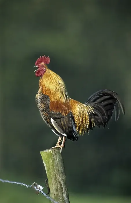Framed Print : Cock crowing on fence along field