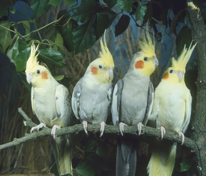 Framed Print : Cockatiel (Nymphicus hollandicus) Framed Print : Cockatiel (Nymphicus hollandicus)