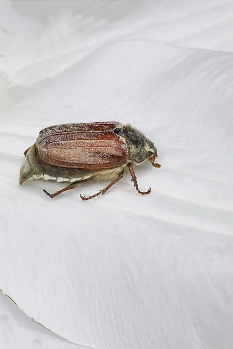Framed Print : Cockchafer, field cockchafer (Melolontha melolontha)