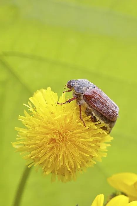 Framed Print : Cockchafer, field cockchafer (Melolontha melolontha)