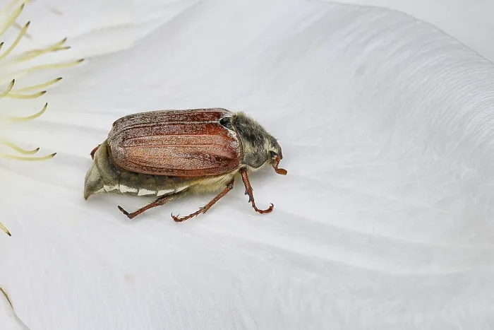 Framed Print : Cockchafer, field cockchafer (Melolontha melolontha)