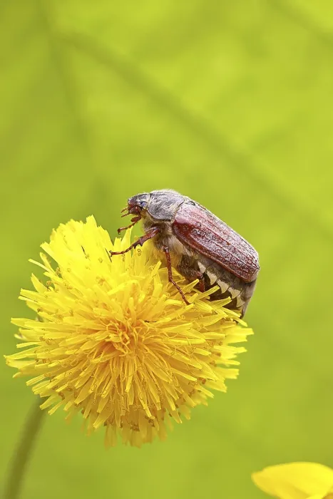 Framed Print : Cockchafer, field cockchafer (Melolontha melolontha)